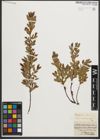 Foto von Salix myrtilloides L. x Salix repens L.